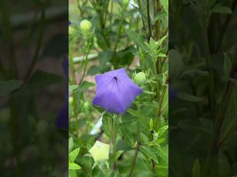 園芸 ピラミッド型桔梗