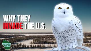 5 Things You Didn't Know About Snowy Owls!