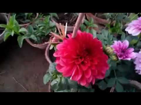 Beautiful Flowers  & Garden, Refreshing Environment Part-2.