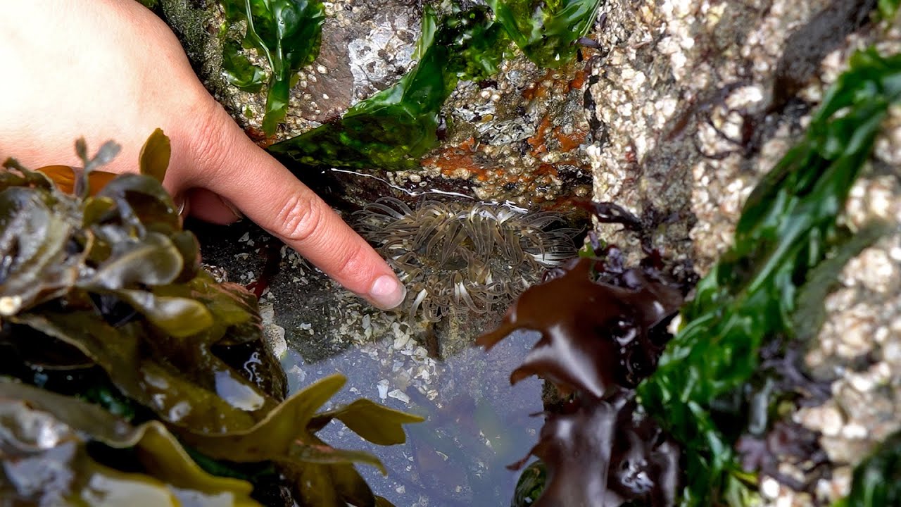 Prepárate para tu visita a la playa con los Naturalistas de playa de Seattle Aquarium