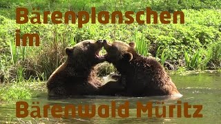 preview picture of video 'Bärenplanschen im Bärenwald Müritz bei Plau am See'