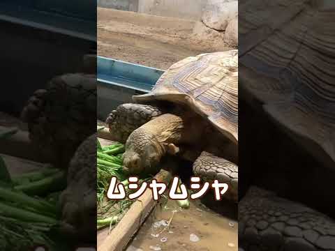 亀には歯があるのでしょうか?