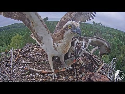 2017/09/04 17h30m~Teo bringhs a fish for Tuks~ Latvian Osprey