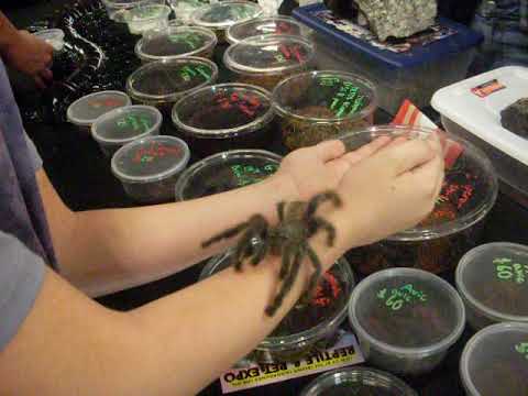 holding a tarantula at the reptile expo