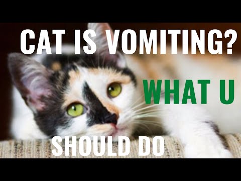 What Should I Do If My Cat Is Vomiting