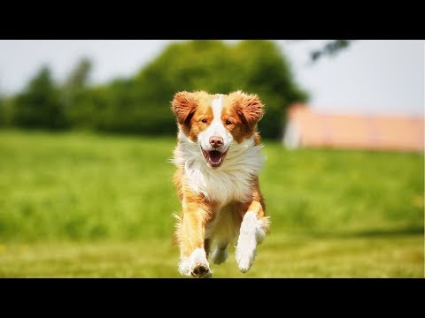 Fish Oil for Dogs - Reduce Shedding, Support Skin, Coat, Joint, Heart, Brain & Immune System