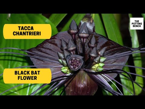 , title : 'Tacca Chantrieri | Black Bat Flower | CAT'S WHISKERS FLOWER'