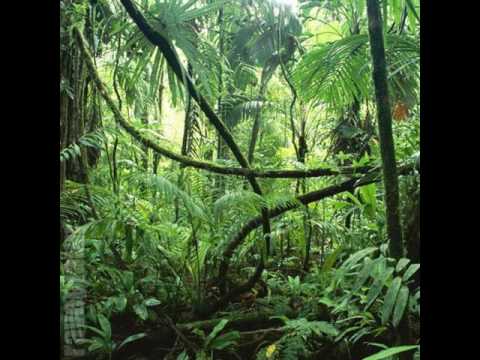 Dark forest Deidriim Fever Induced Hallucinations In The Rainforest 27 8 2014