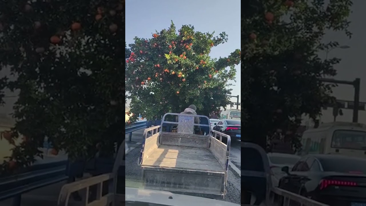 Mobile Orange Orchard On The Road, Straight From A Moving Truck!