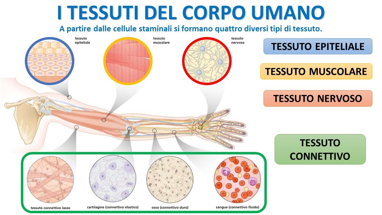 I TESSUTI DEL CORPO UMANO