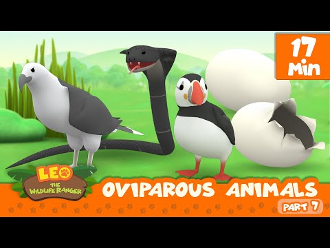 Oviparous Animals Minisode Compilation (Part 7/7) - Leo the Wildlife Ranger | Animation | For Kids