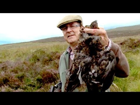 Fieldsports Britain – First grouse of 2011, 30lb salmon, 21 foxes Fieldsports Britain – First grouse of 2011, 30lb salmon, 21 foxes