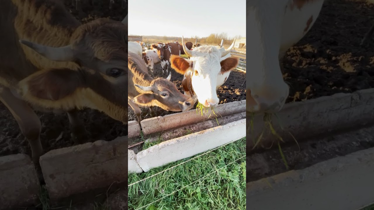 Наши Коровы Большое Петрово