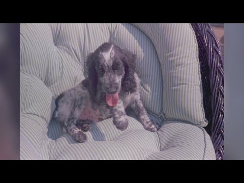 How family dogs impacted the life of late President John F. Kennedy