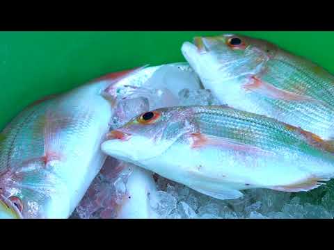 徳島県牟岐町公式ＰＲ動画～出羽島編～