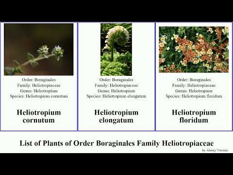 List of Plants of Order Boraginales Family Heliotropiaceae heliotropium heliotrope garden salt Pad