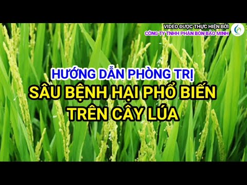 HƯỚNG DẪN PHÒNG TRỊ SÂU BỆNH HẠI PHỔ BIẾN TRÊN CÂY LÚA | Bảo Minh FE