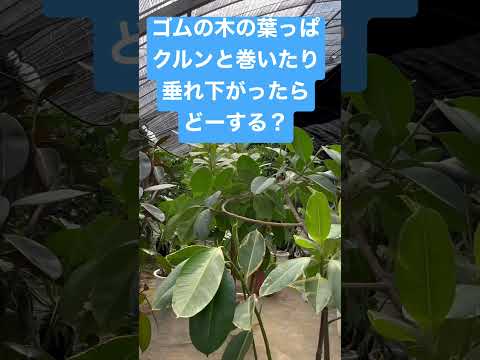 園芸 小葉のゴムの木