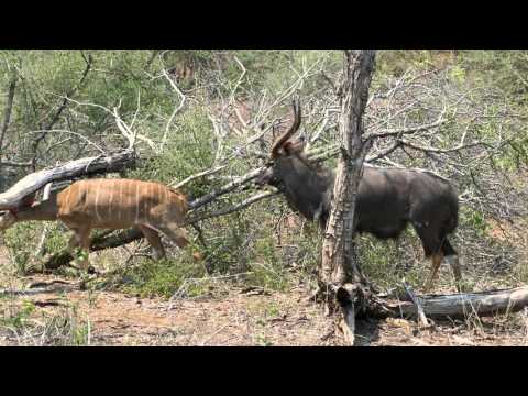 Pafuri Nyala Limbo Dancing