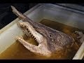 Рыбу-динозавра выловили в Черном море 