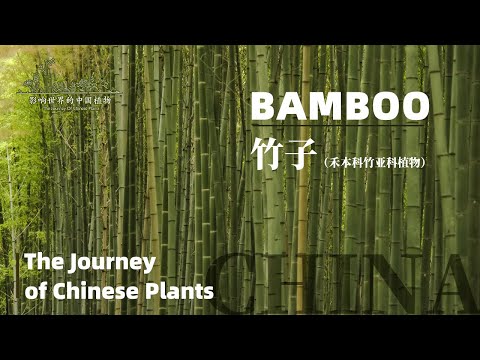 竹 生長