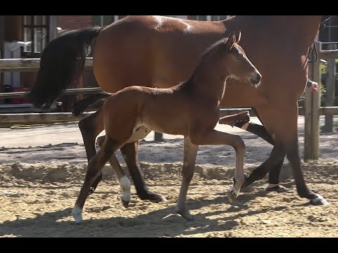 *2020 Hengst von Fürst Samarant - Belissimo (10 Tage alt) SOLD!!!