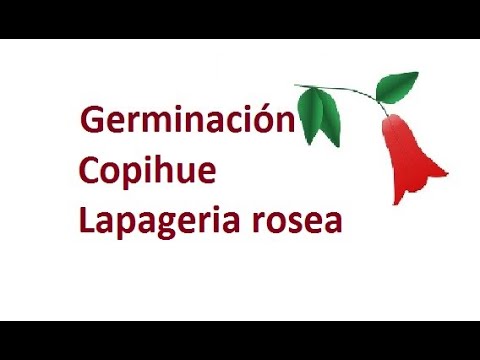 Germinación Copihue Lapageria rosea Anum