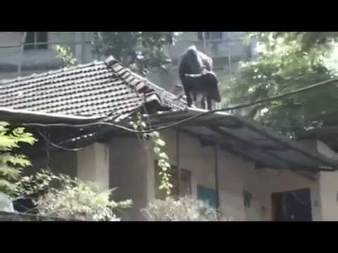 Funny OX In Kerala India, Animal Jokes