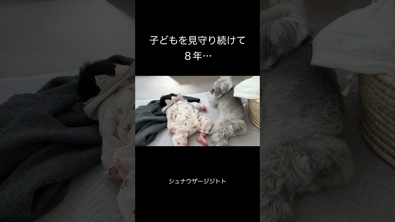 優しすぎるシュナウザーの日常 #犬と赤ちゃん