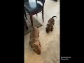 6m old Exotic bully pups reacting to female in heat