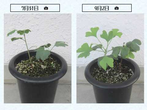 銀杏の成長～♪