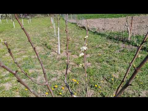 livada pruni Stanley și Anna Spath an3 9.04.2024