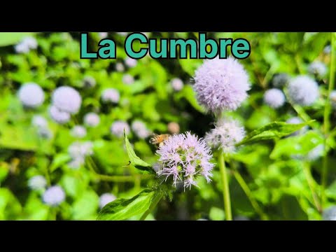 El Salvador Por Dentro🇸🇻La Cumbre,Tacuba,Ahuachapan🇸🇻