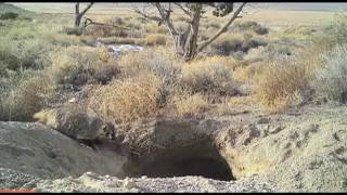 Badger burying a cow
