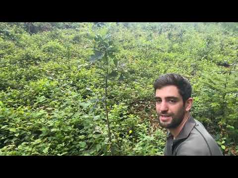 Topiary for hardwoods – the path to valuable timber