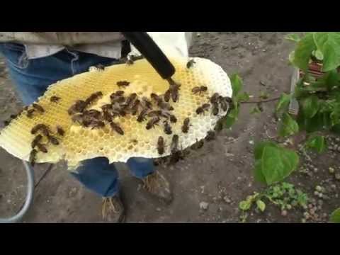 comment poser nid d'abeille