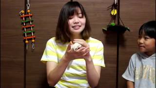 フクロモモンガ クリミノ 「クルルくん」と蚊帳遊び