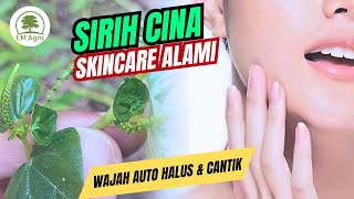 Download lagu WOW‼️ BENEFITS OF CHINESE BETEL LEAVES FOR OUR BEAUTY & FACE mp3 Download lagu WOW‼️ BENEFITS OF CHINESE BETEL LEAVES FOR OUR BEAUTY & FACE mp3