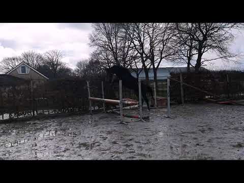 Sold Comme il Faut x Kannan 2yr Stallion