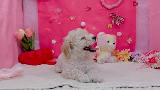 ハーフ犬の動画01