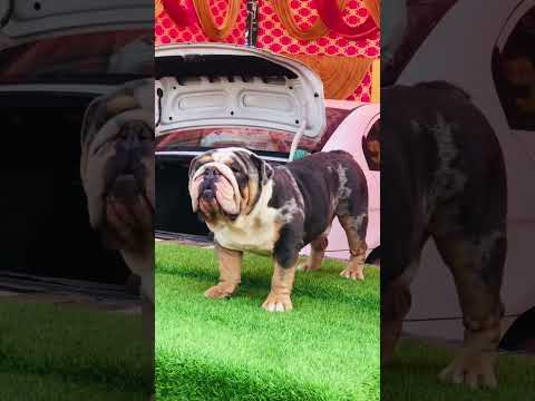 Vlog coming soon ✌️💯 #davindernirman #doglover #dailyshots