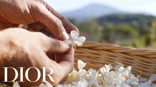 Dior Behind The Harvest of the Jasmine Flower in Grasse
