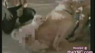 How To Treat CED (Canine Erectile Dysfunction)