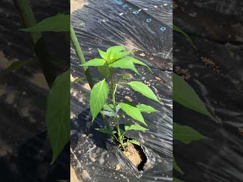 家庭で野菜や果物を育てる方法 – 13 の適切な植物  庭園