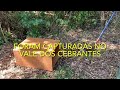 Jibóias são capturadas pela Divisão Florestal