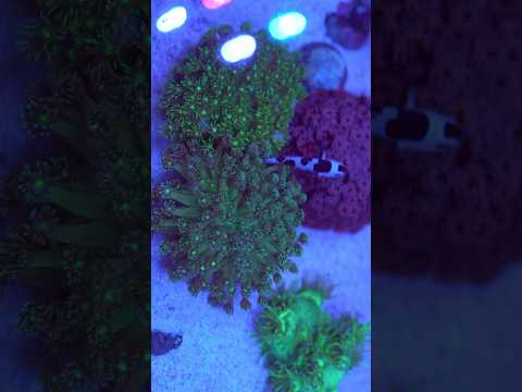 #happyplace #relaxing #corner #corals #fish #aquarium #aquaculture #colors #a7iii #90mm #beats #pr
