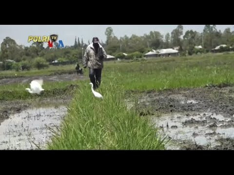 VOA - MEKANISASI PERTANIAN TINGKATKAN PENGHASILAN PETANI KECIL