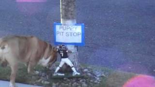 Dog gets his revenge