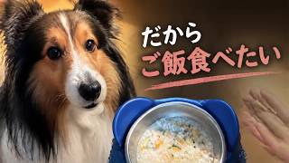 【シェルティ】シェルティーはアレルギーを引き起こしやすい犬種？【フランス田舎暮らし🇫🇷】#犬の散歩 #賢い犬 #犬のいる暮らし #シェルティ