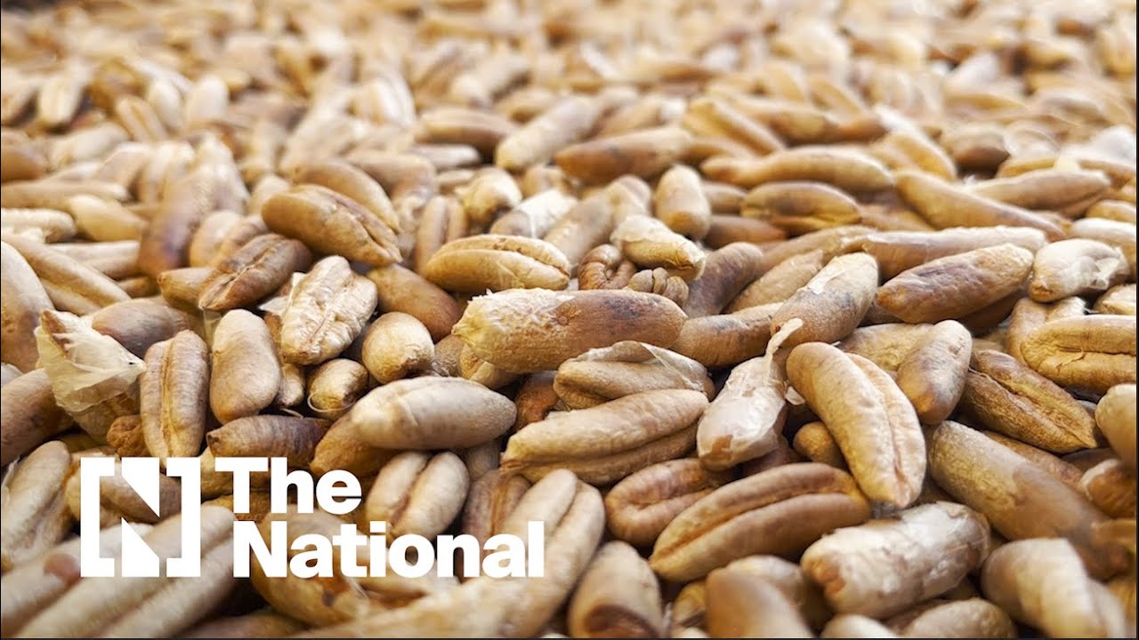 Date seeds could be the answer to creating sustainable construction materials